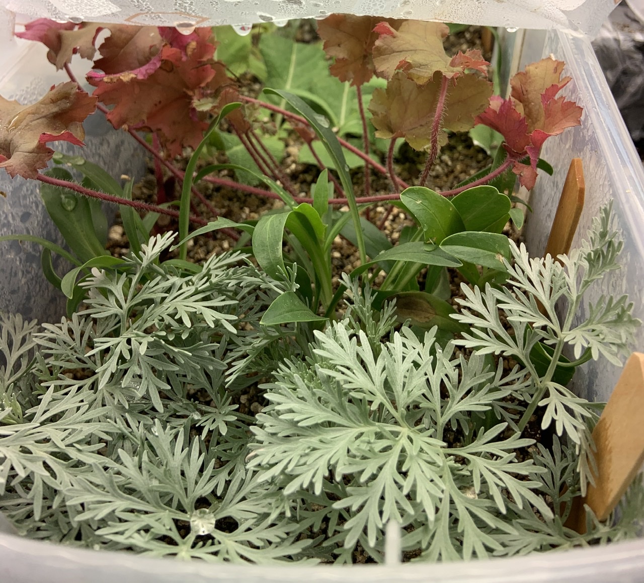 Healthy perennial cuttings in a makeshift greenhouse