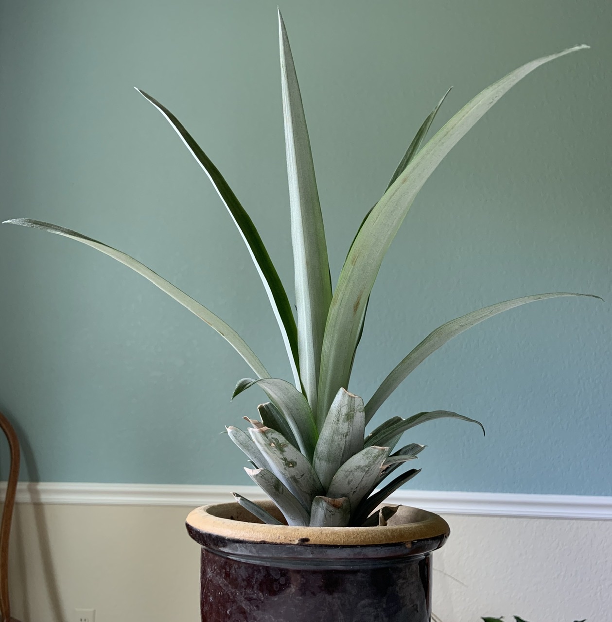 A young pineapple plant started from a pineapple top