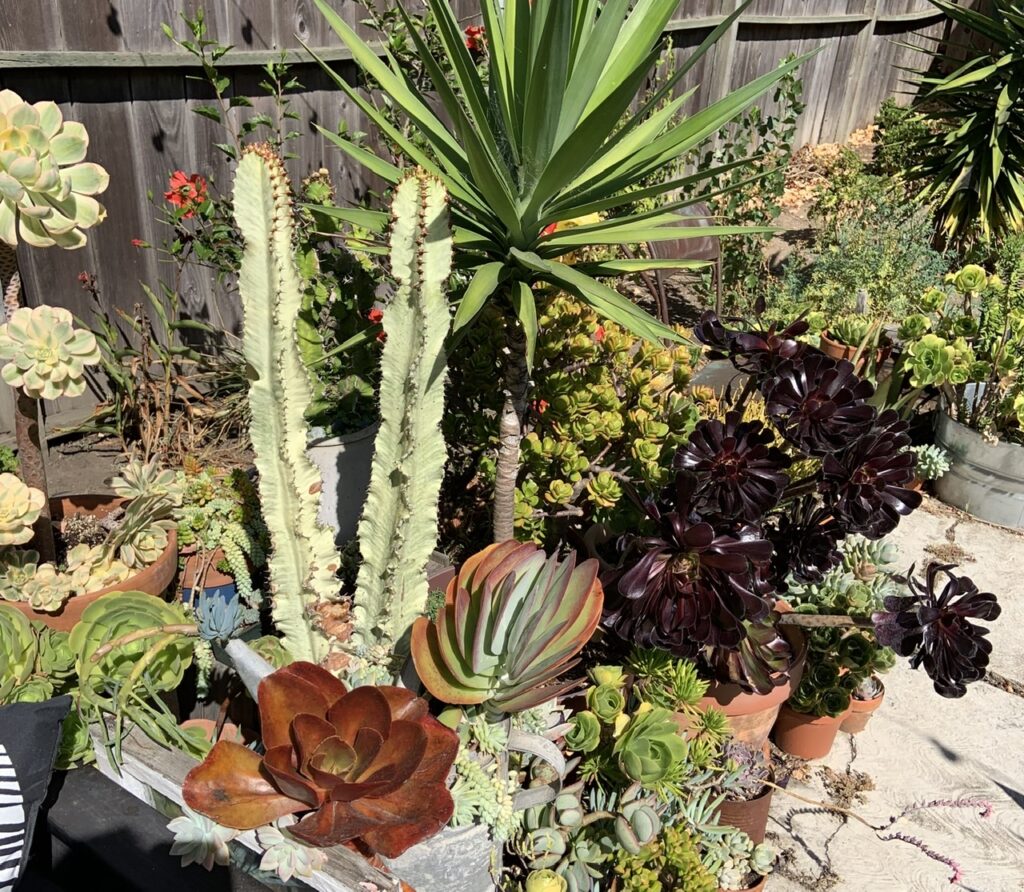 A succulent container garden on a patio in San Francisco highlights the diverse colors and textures among succulent plants. 