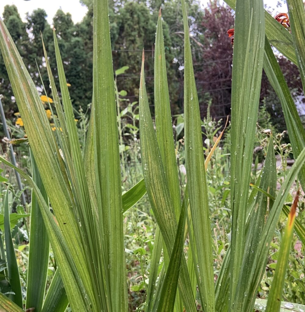 Crocosmia with spider mites