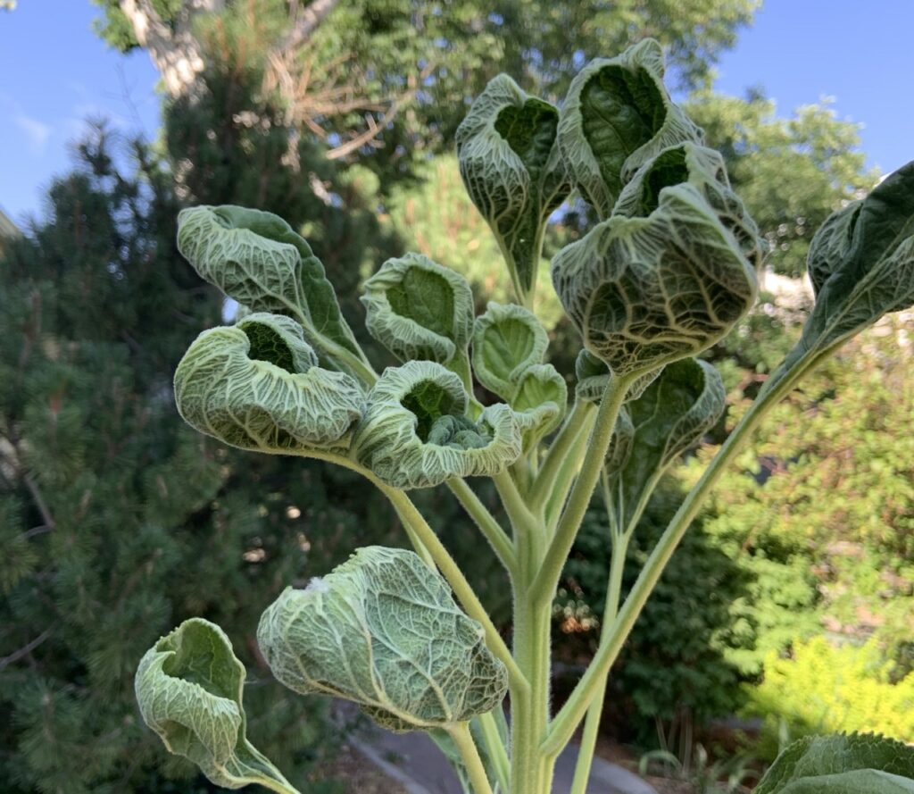 A sunflower plant with permanently curled leaves from heat stress