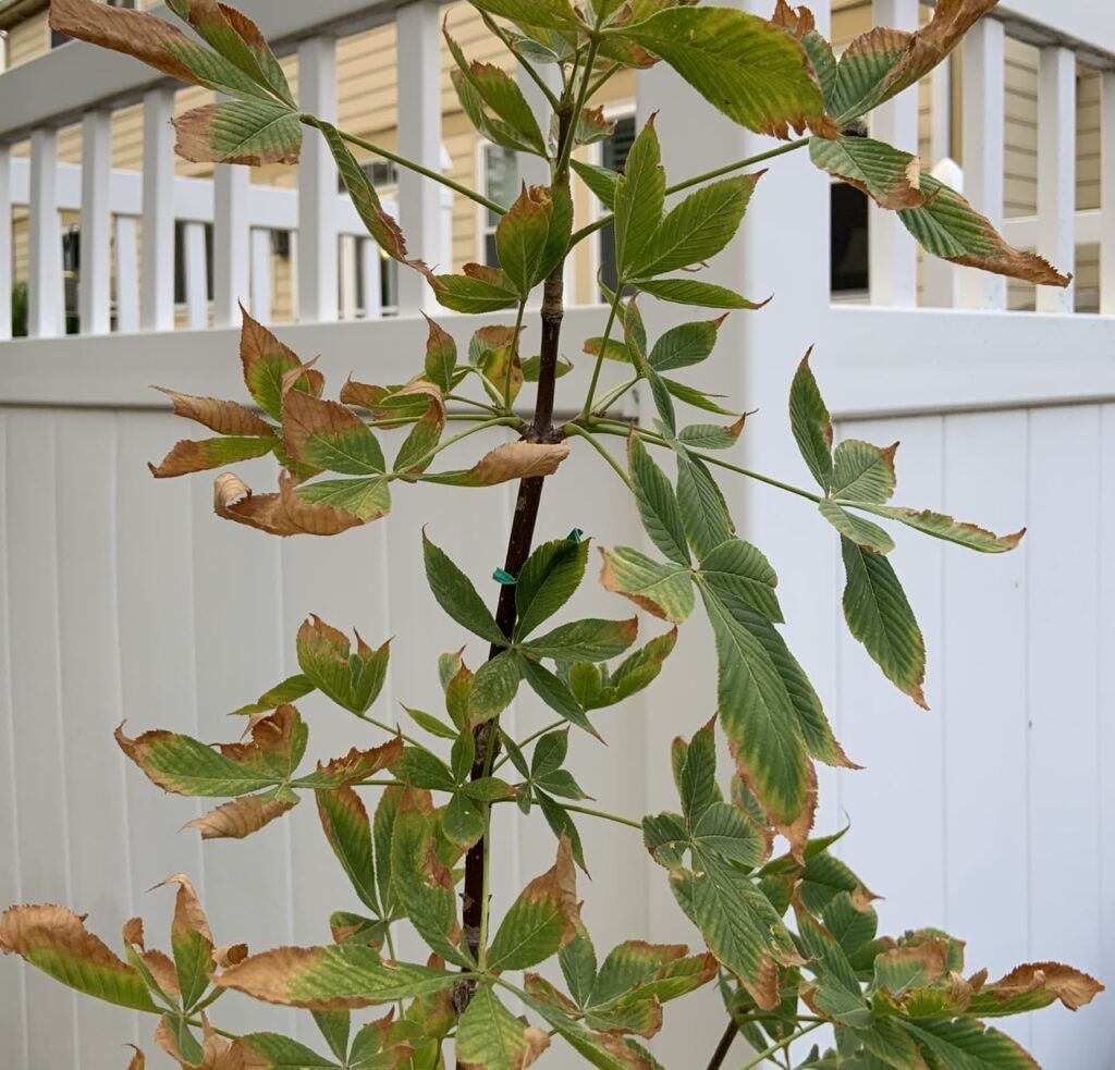 Ohio buckeye tree with scorched leaves