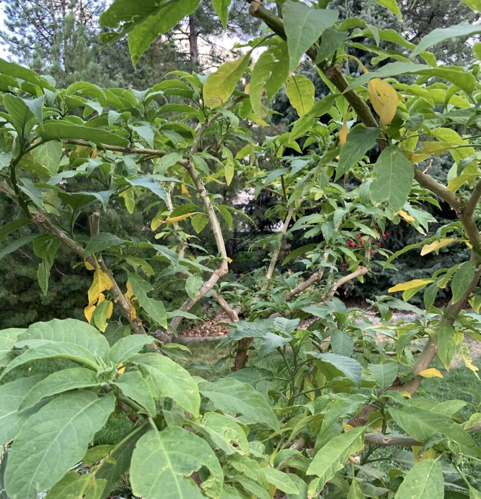 Brugmansia showing yellow leaves from heat stress