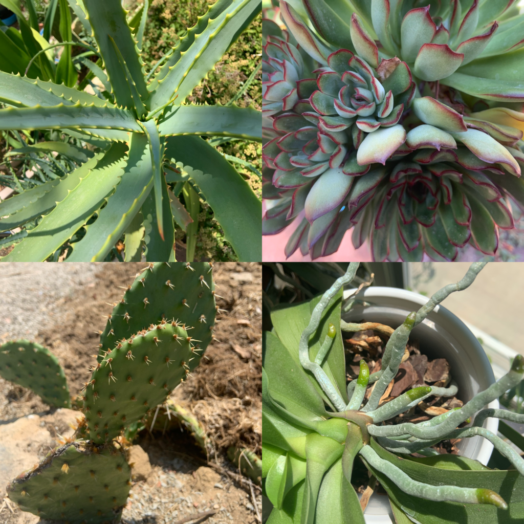 Various types of succulent plants can include succulent leaves, succulent stems or succulent roots.