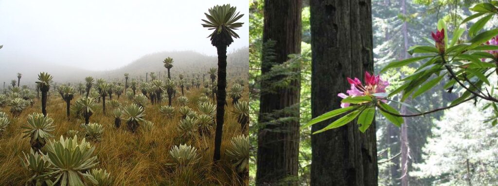 Plants in vs. wet landscapes