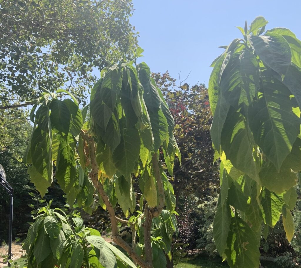 Wilting brugmansia