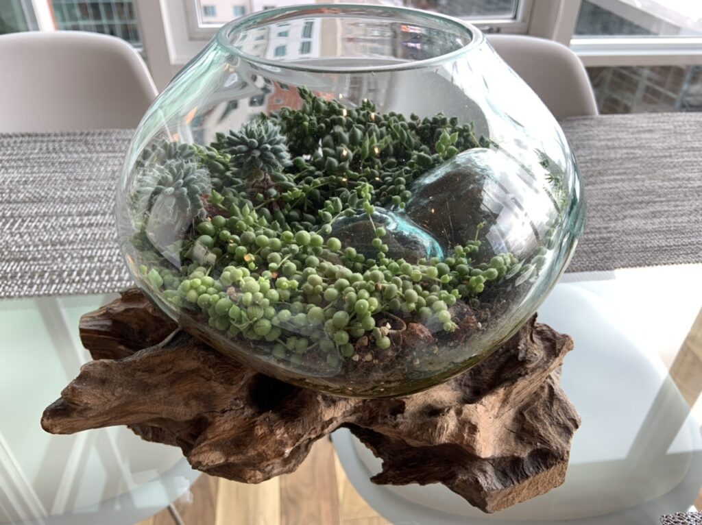 Plants growing in bowl