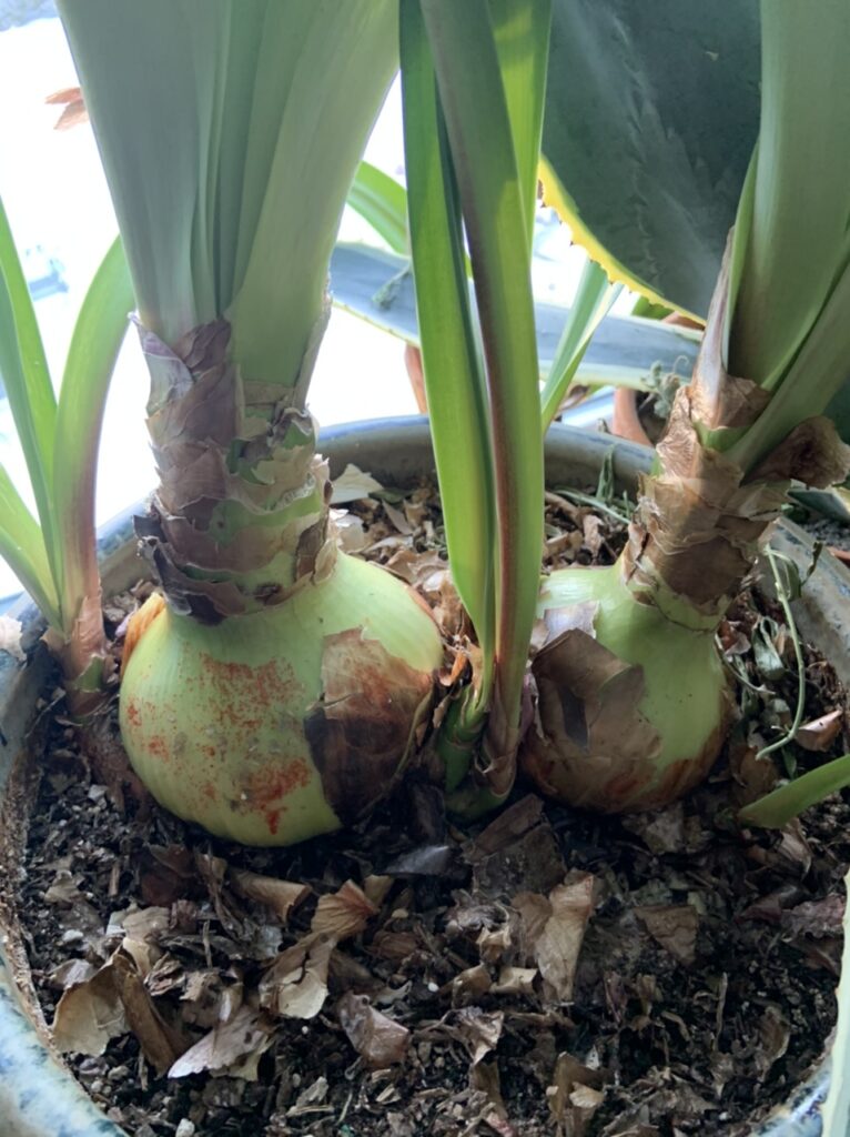 Amaryllis bulbs