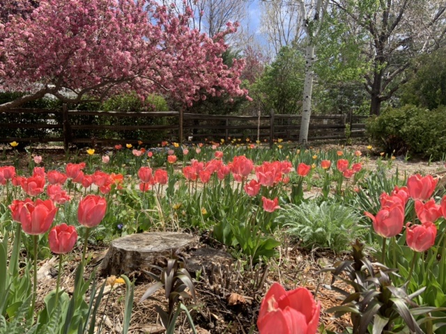 Darwin tulip 'Van Eijk'