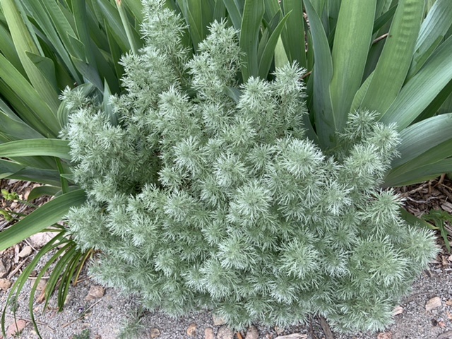 Artemesia 'Silver Mound'