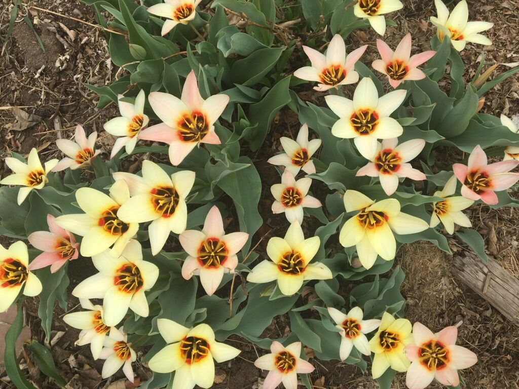 Kaufmanniana tulips
