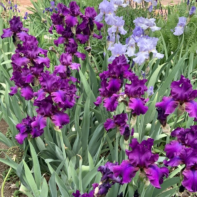 Bearded iris in bloom