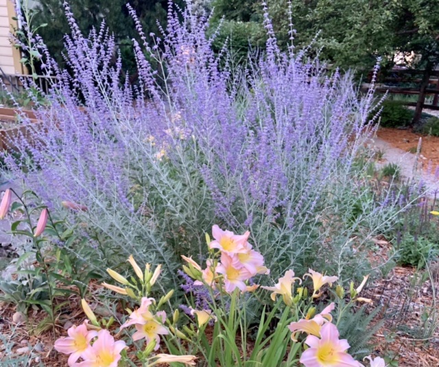 Russian sage