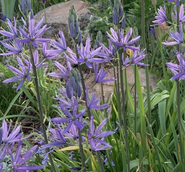 Camassia in bloom
