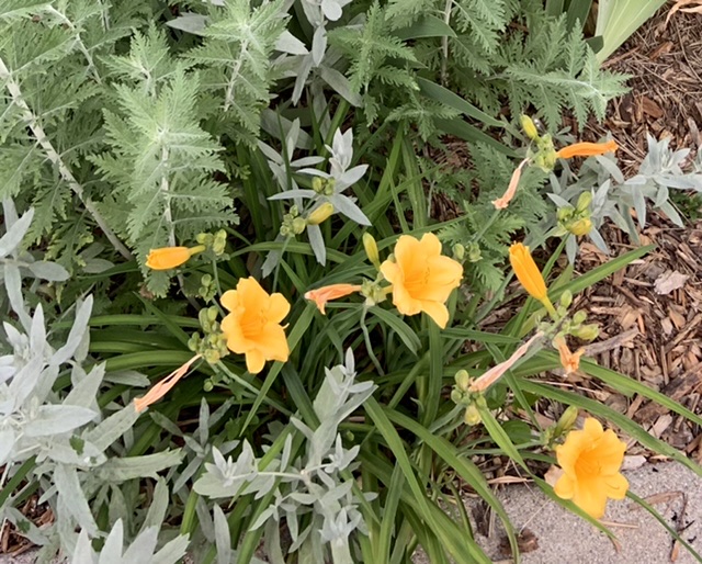 Daylily Stella d'oro