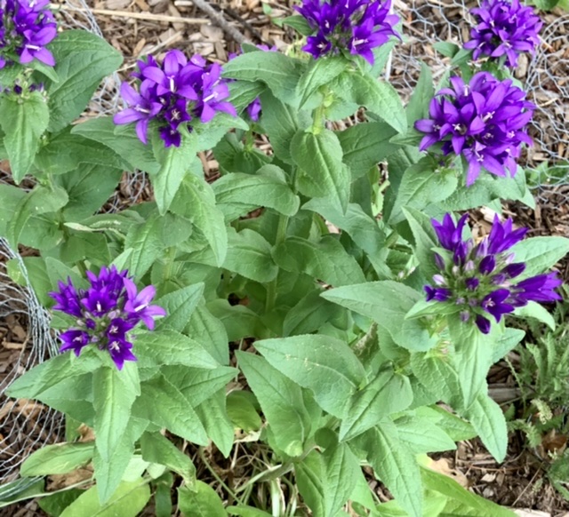 Clustered bellflower, Campanula glomerata