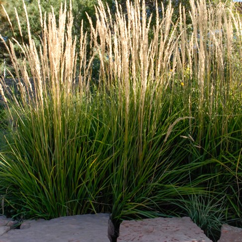 Calamagrostis 'Karl Foerester' ornamental grass