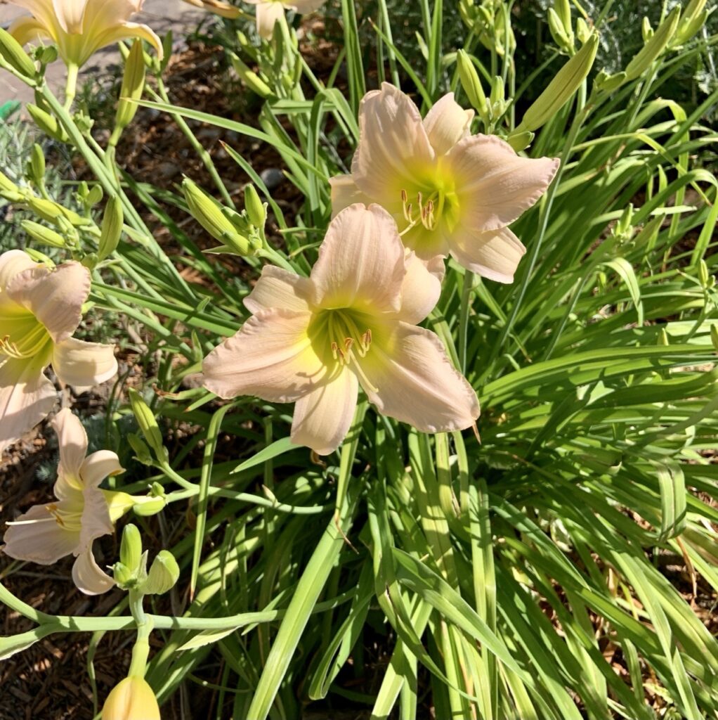 Daylily 'Surprisingly pink'