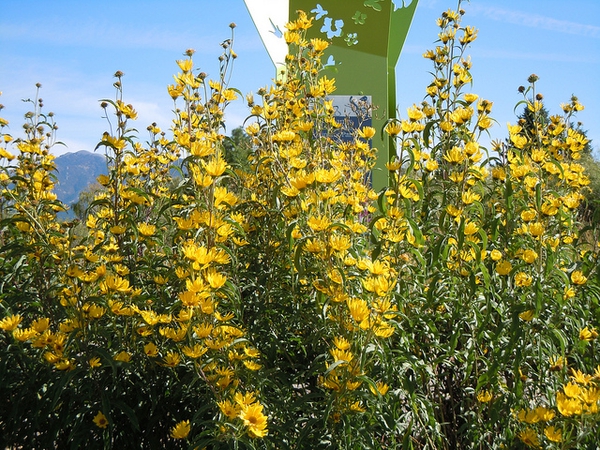 Maximilian's sunflower, Helianthus maximillanii