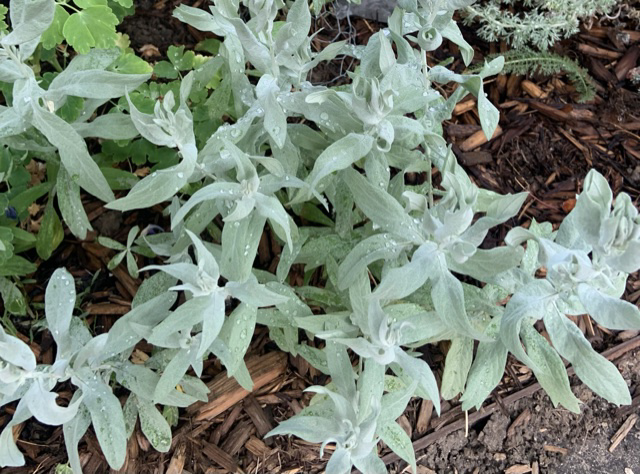 Artemesia ludoviciana