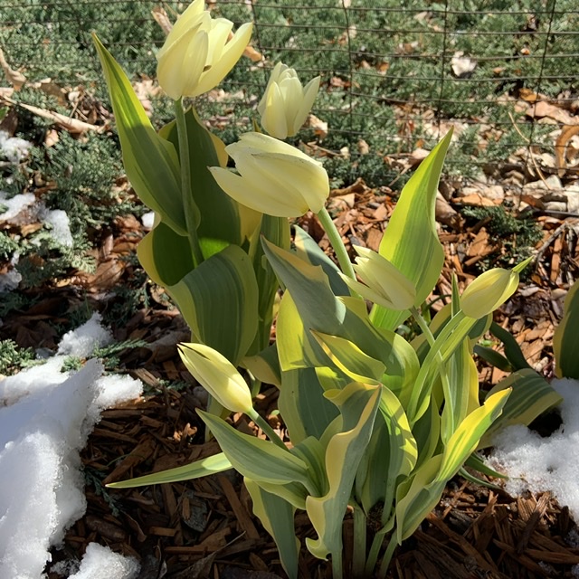 Tulip 'Purissima blonde'