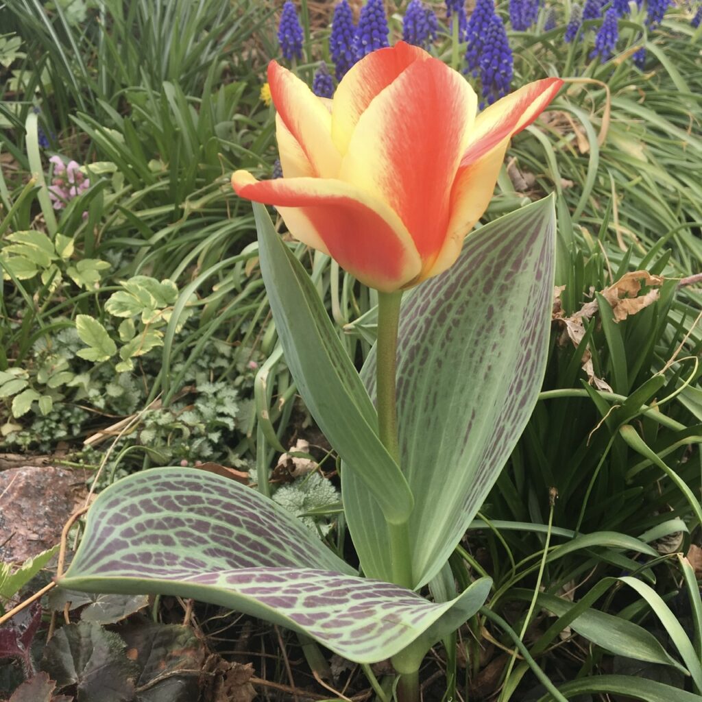 Greigii tulip