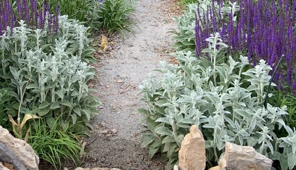 Lamb's ear, Stachy's byzantia