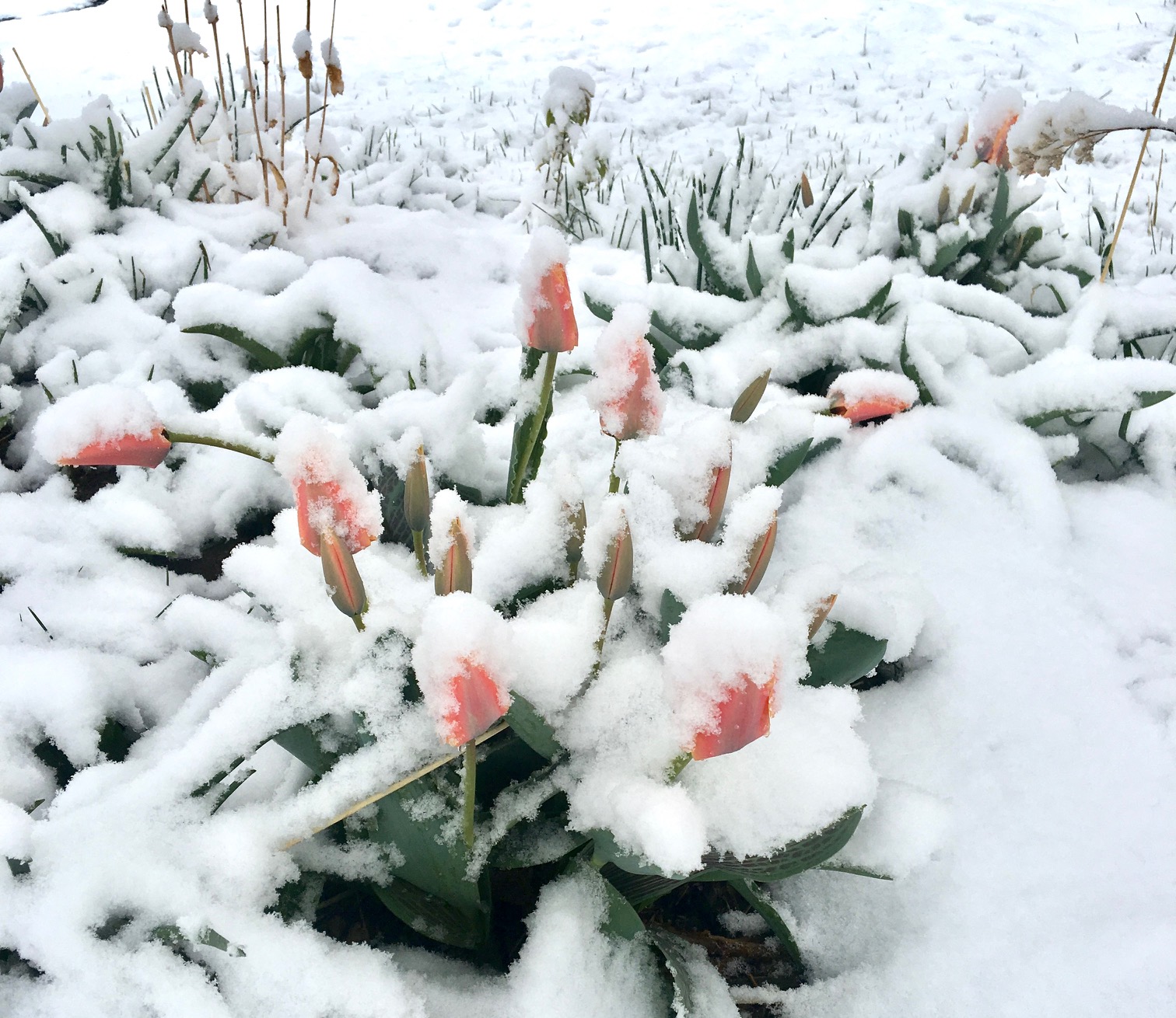 Tulips covered in a wet spring snow