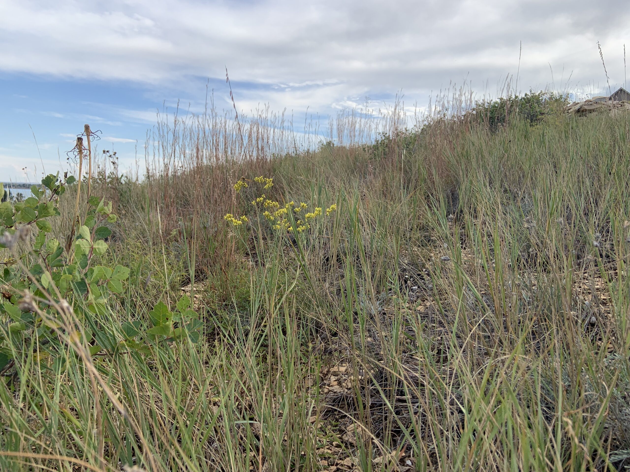 A dry grassland in the foothills near Berthoud, Colorado